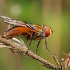 Bunte Fliege