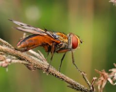 Bunte Fliege