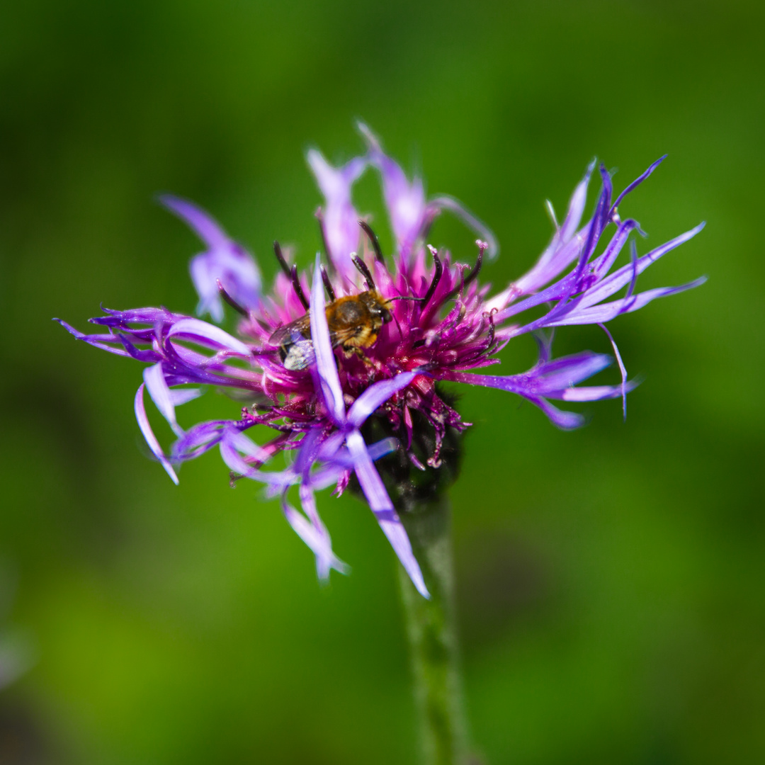 Bunte Flockenblume