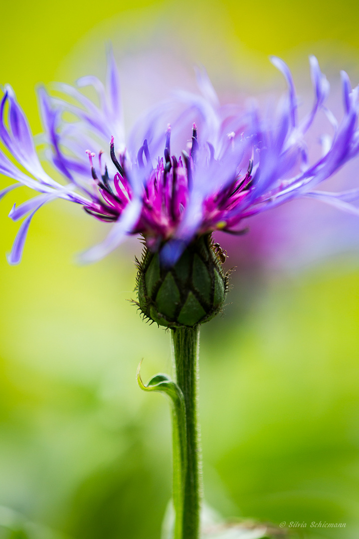 Bunte Flockenblume