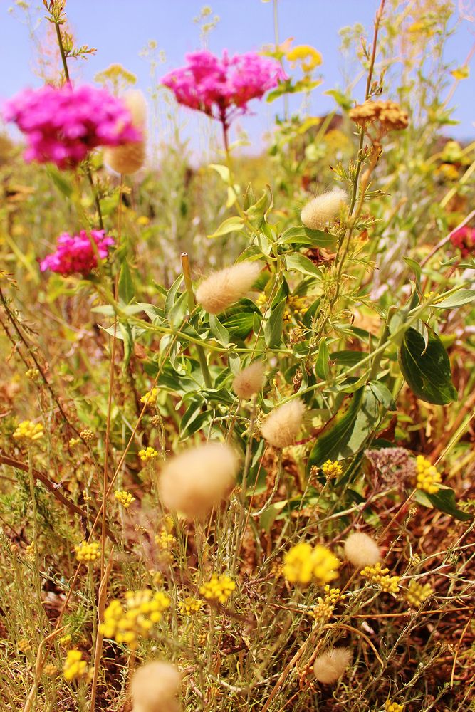 bunte Flora