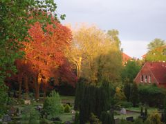 Bunte Friedhofsbäume