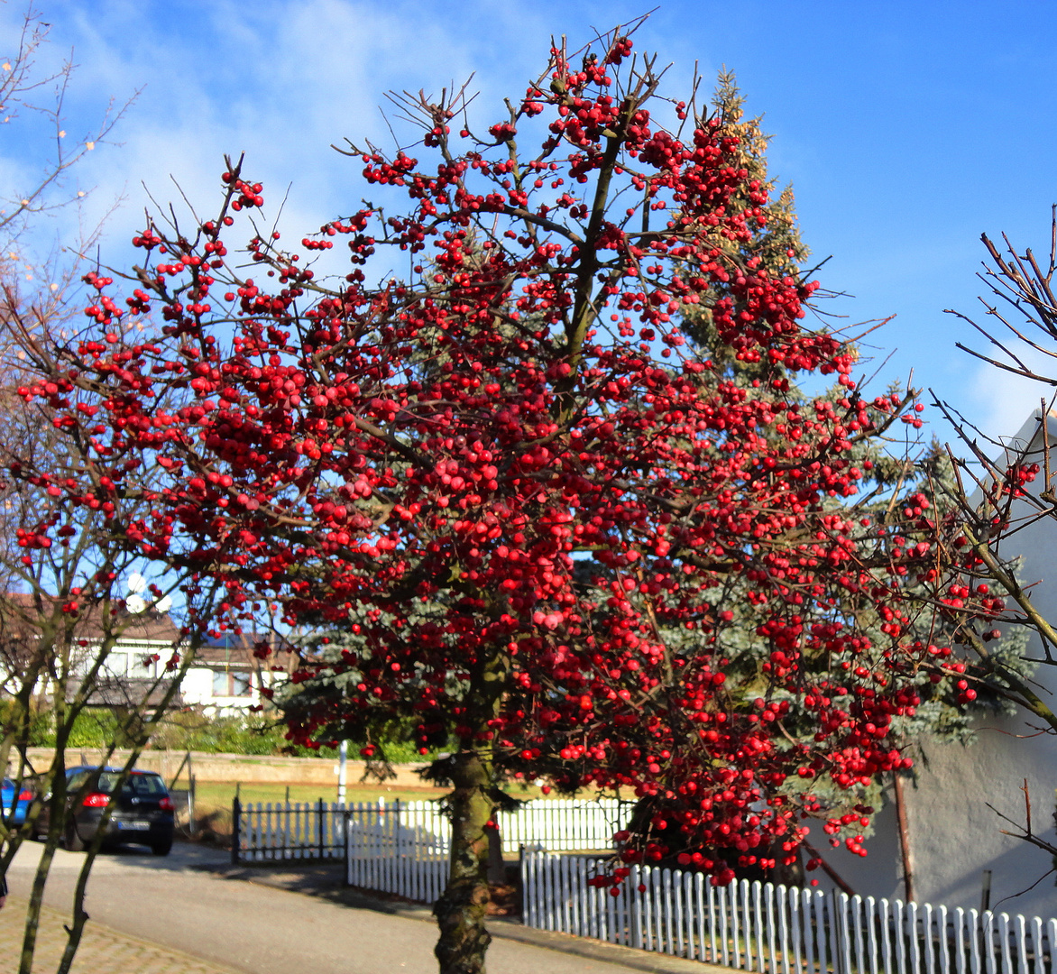 Bunte Früchte im Winter