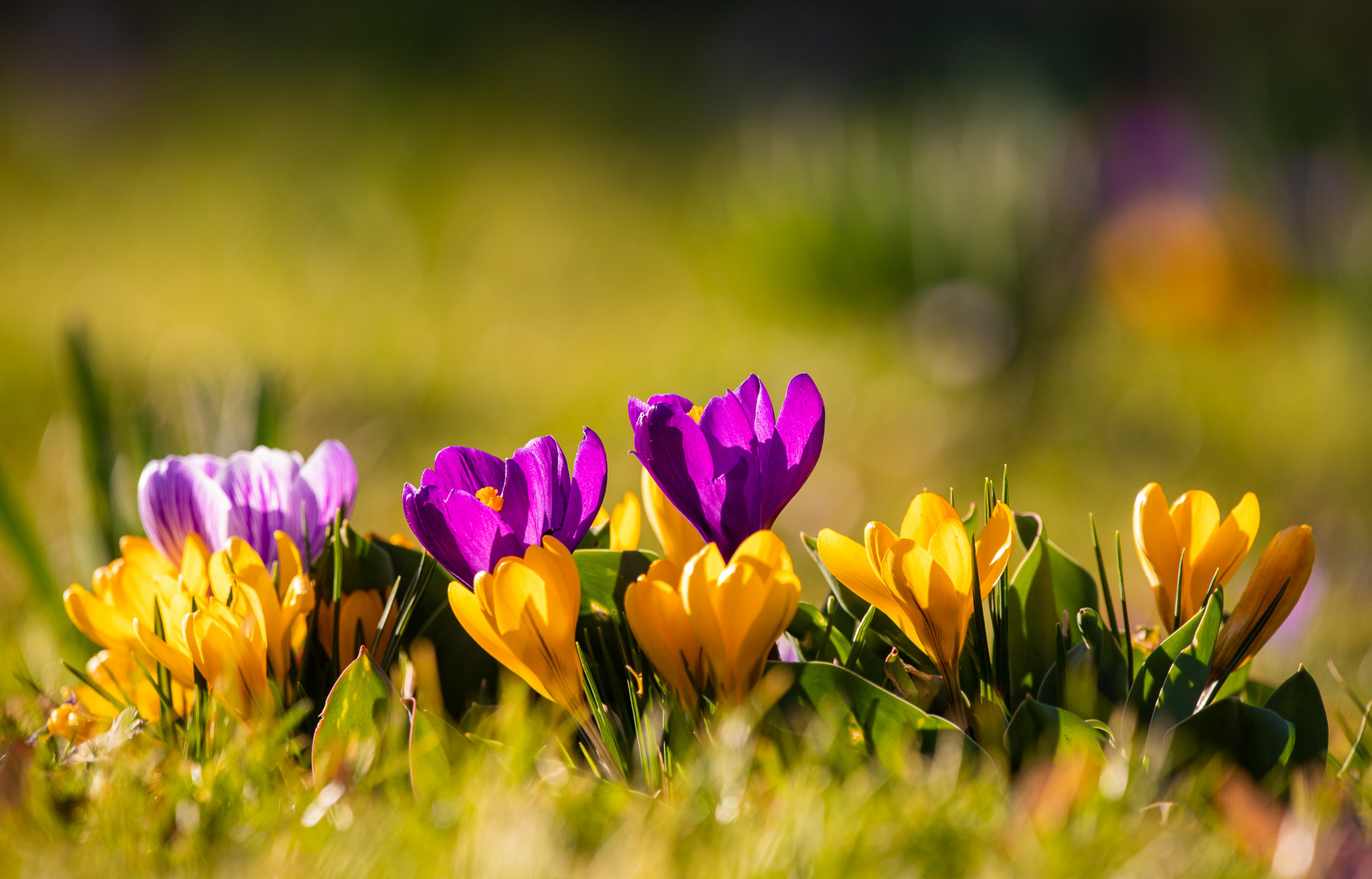 Bunte Frühlingsboten