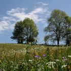 Bunte Frühlingswiese im Salzkammergut