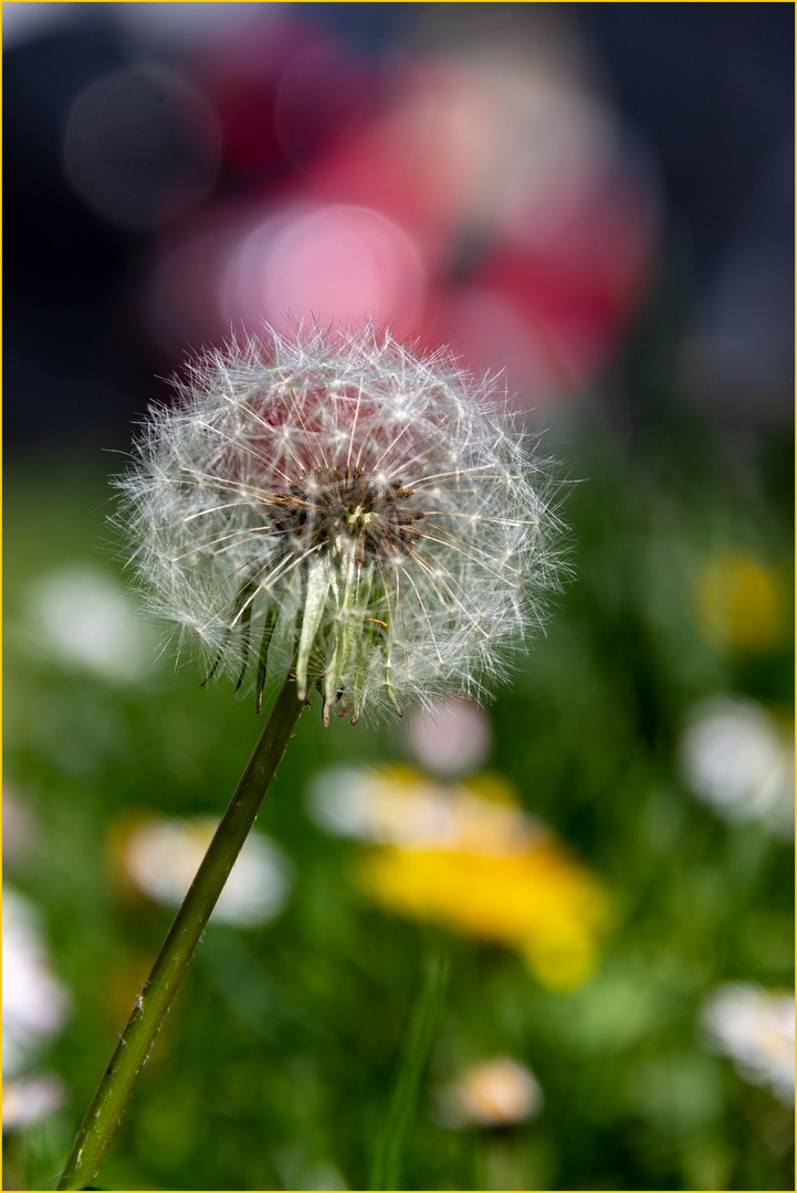 „Bunte Frühlingszeit“