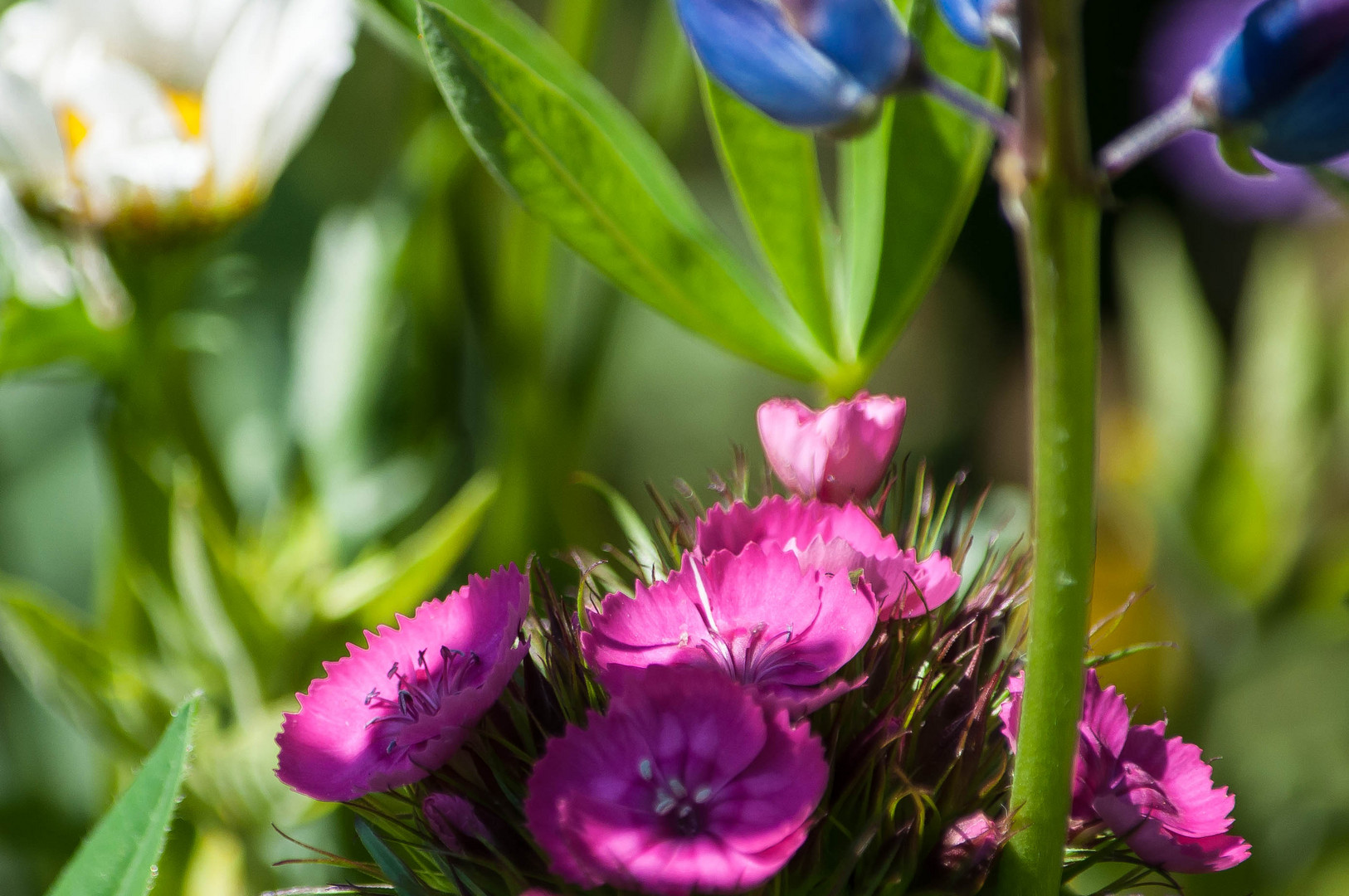 Bunte Gartenblumen