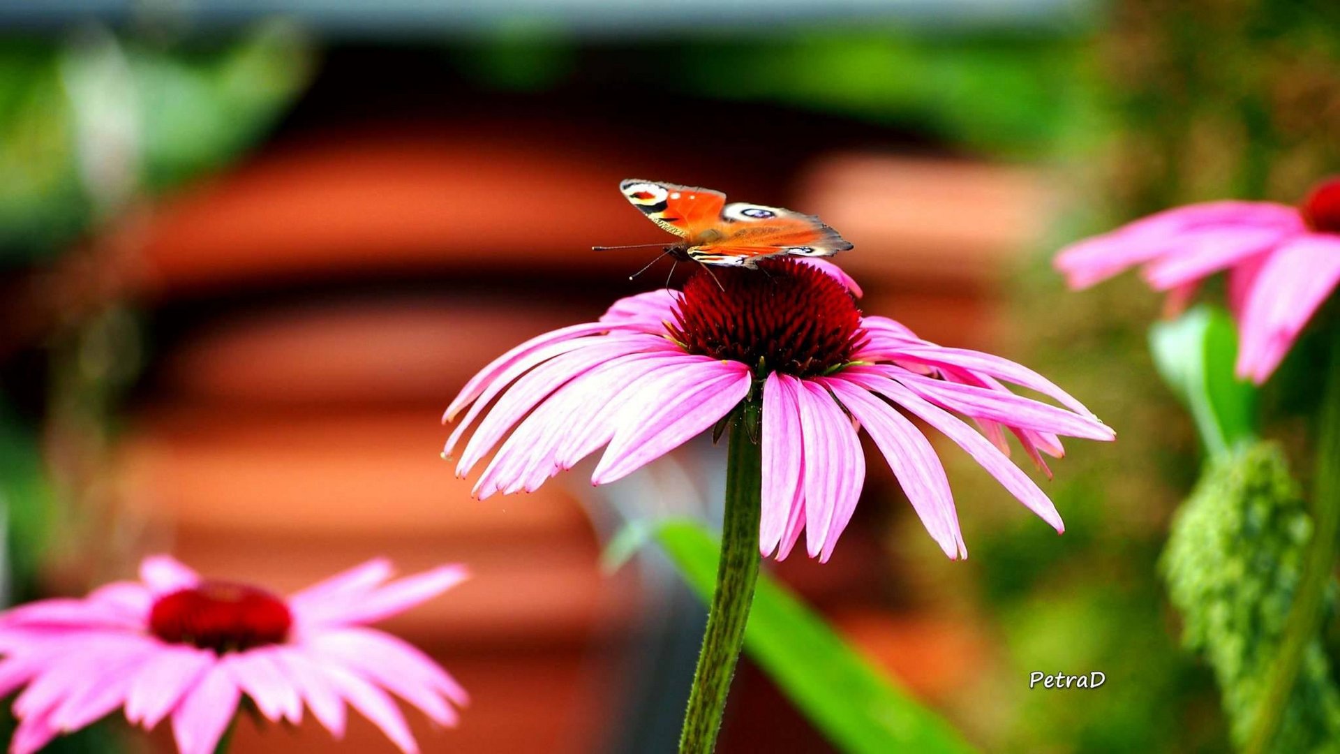 Bunte Gartenimpressionen 