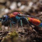 Bunte Goldwespe (Chrysis viridula)