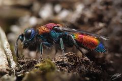 Bunte Goldwespe (Chrysis viridula)