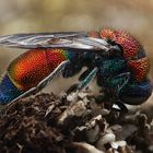 Bunte Goldwespe (Chrysis viridula) beim schlafen