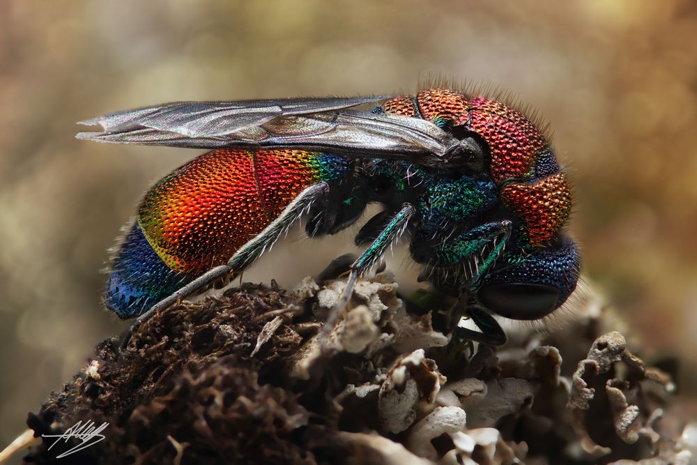 Bunte Goldwespe (Chrysis viridula) beim schlafen