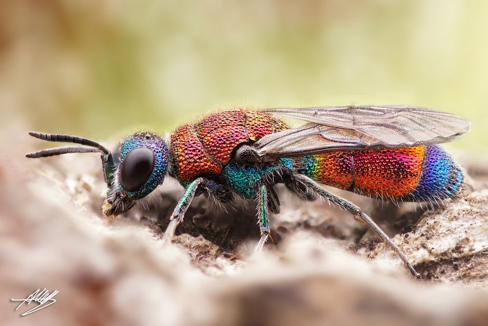 Bunte Goldwespe (Chrysis viridula)