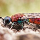 Bunte Goldwespe (Chrysis viridula)