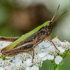 Bunte Grashüpfer (Omocestus viridulus)