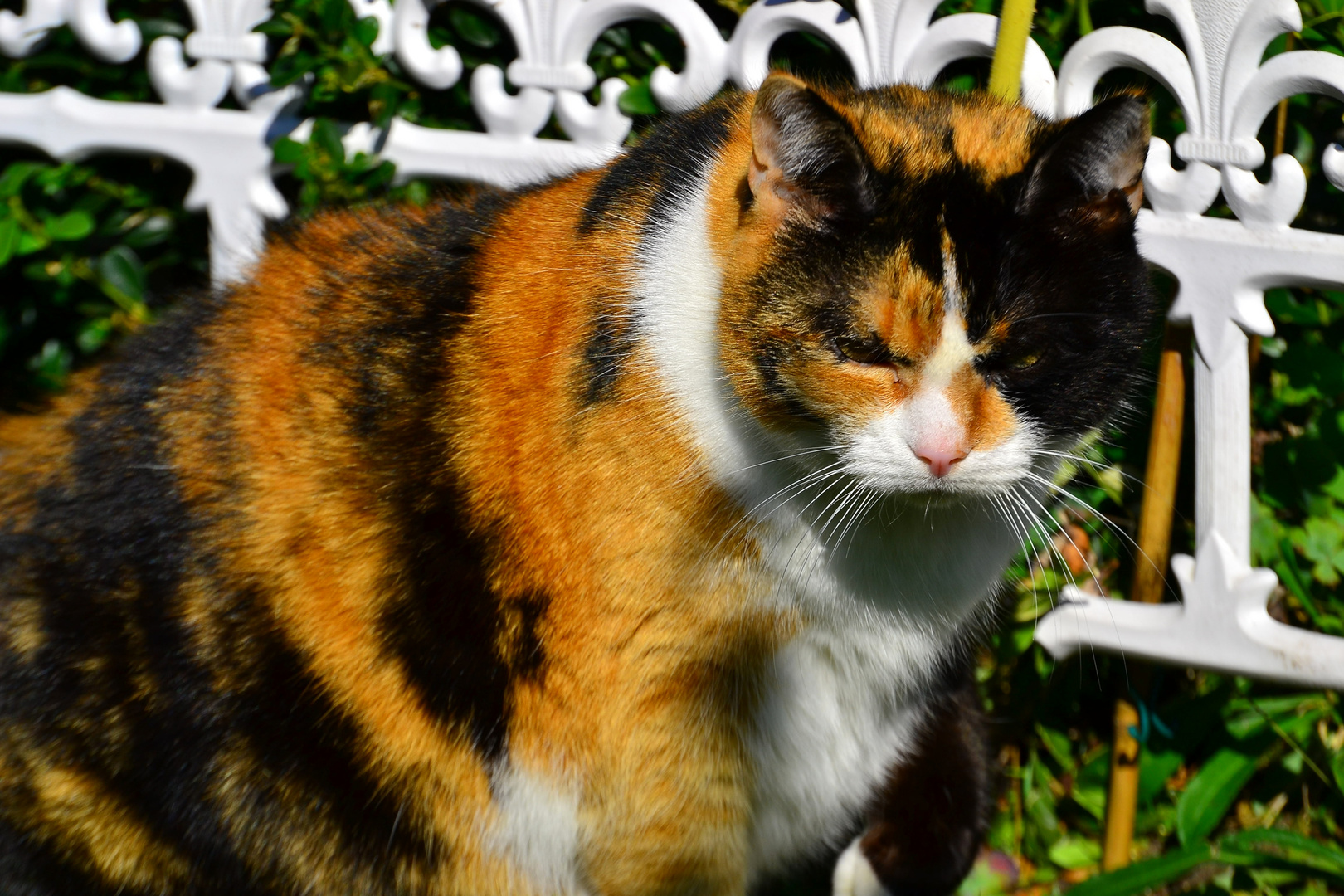 Bunte Grosse Katze Foto Bild Tiere Haustiere Katzen Bilder Auf Fotocommunity