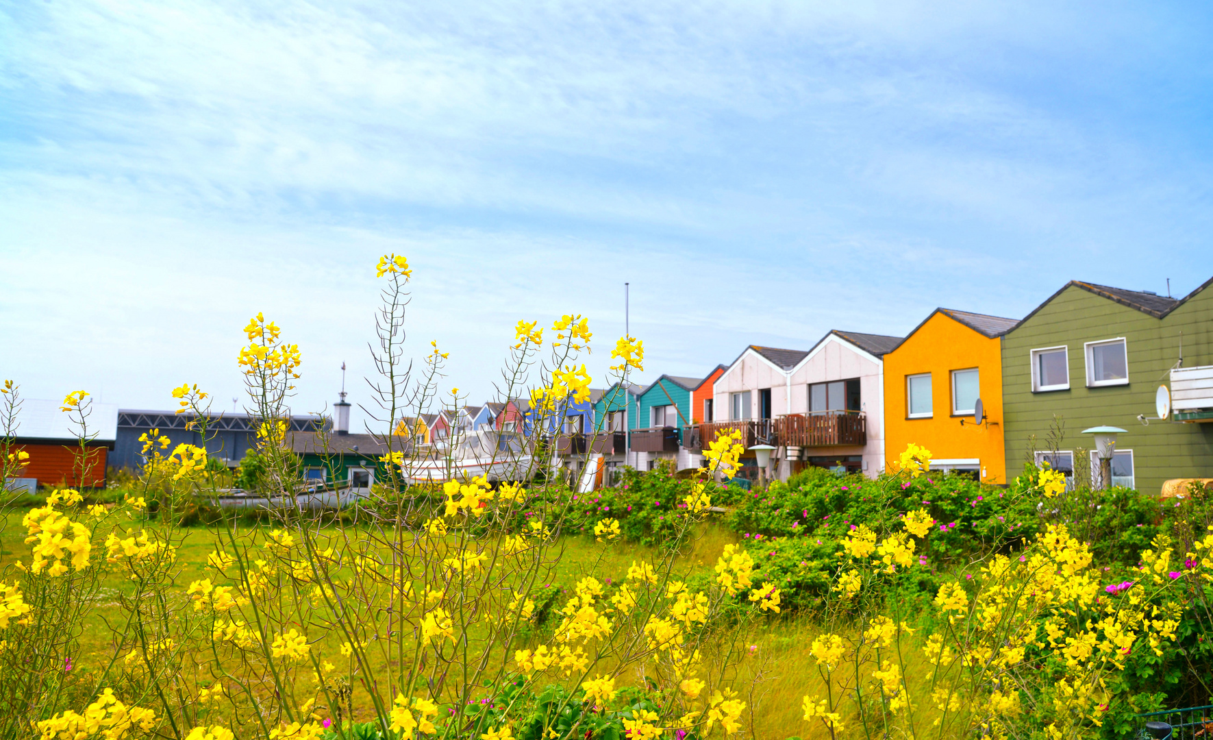 bunte Häuser und Blumen auf Helgoland