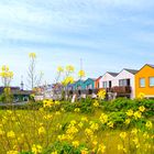 bunte Häuser und Blumen auf Helgoland