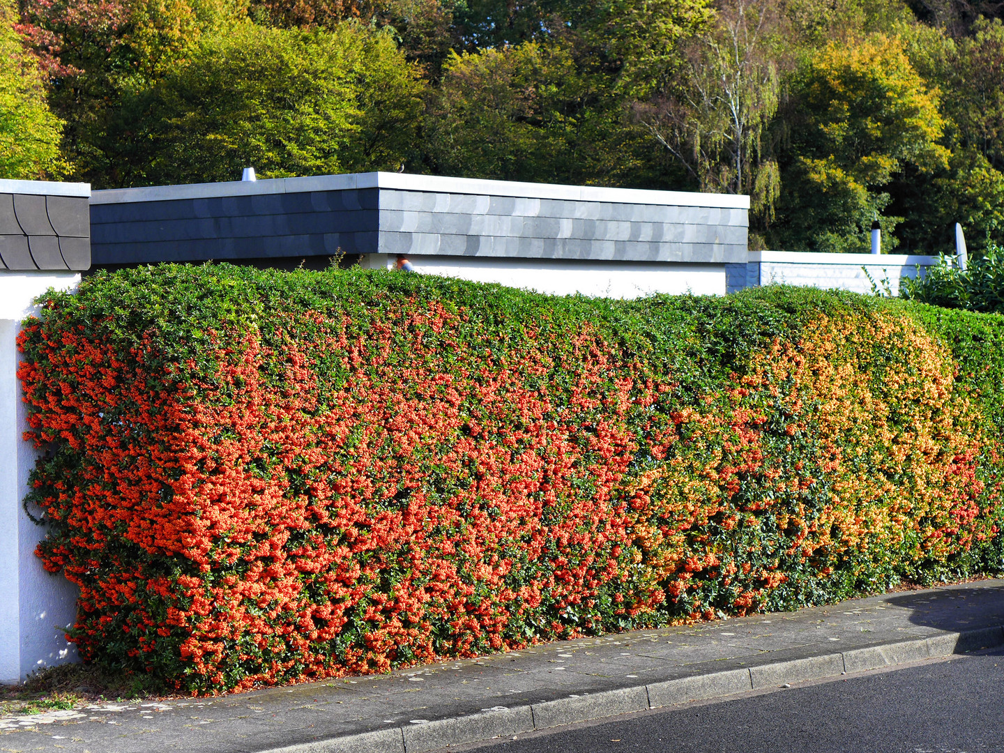 Bunte Hecke