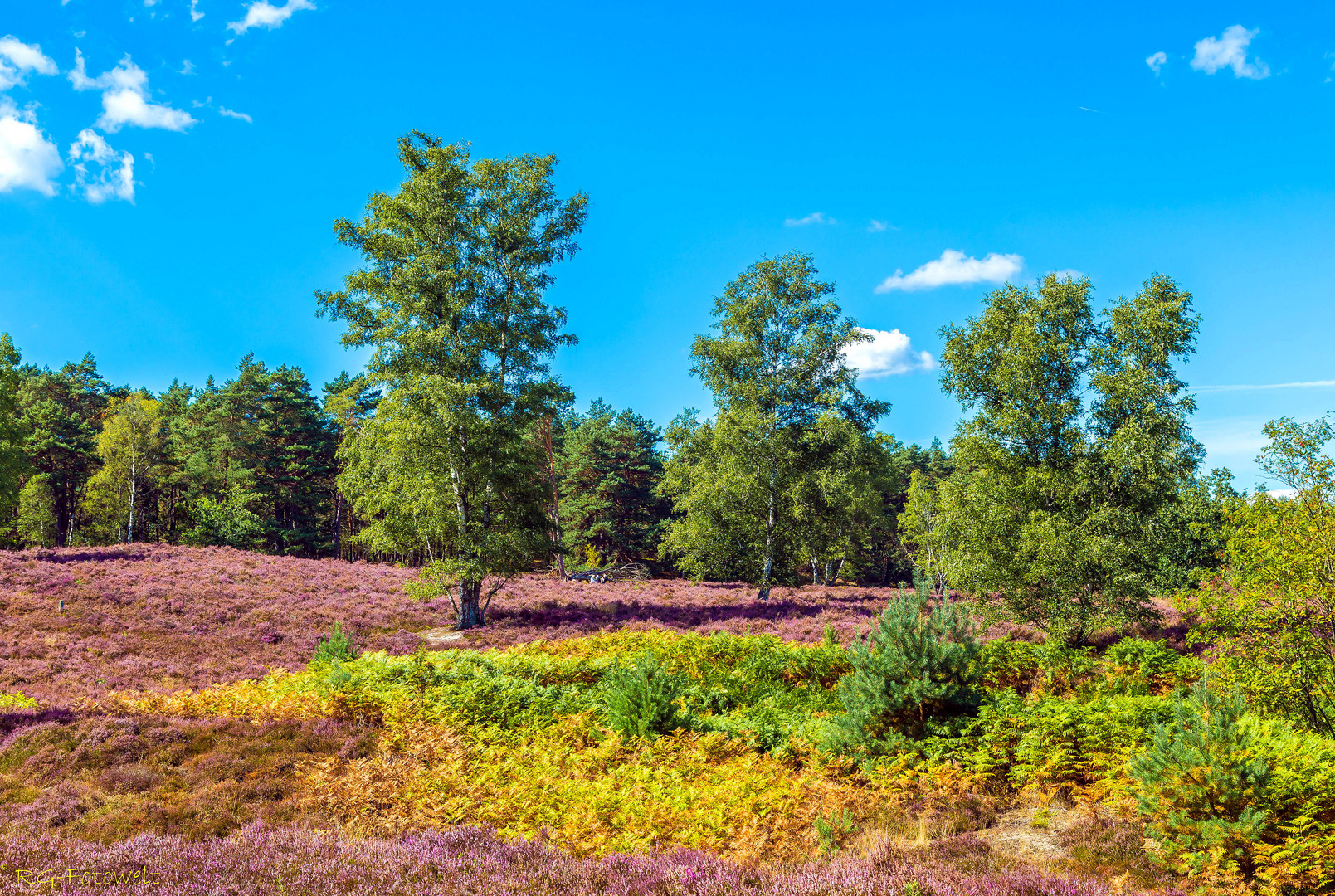 Bunte Heide