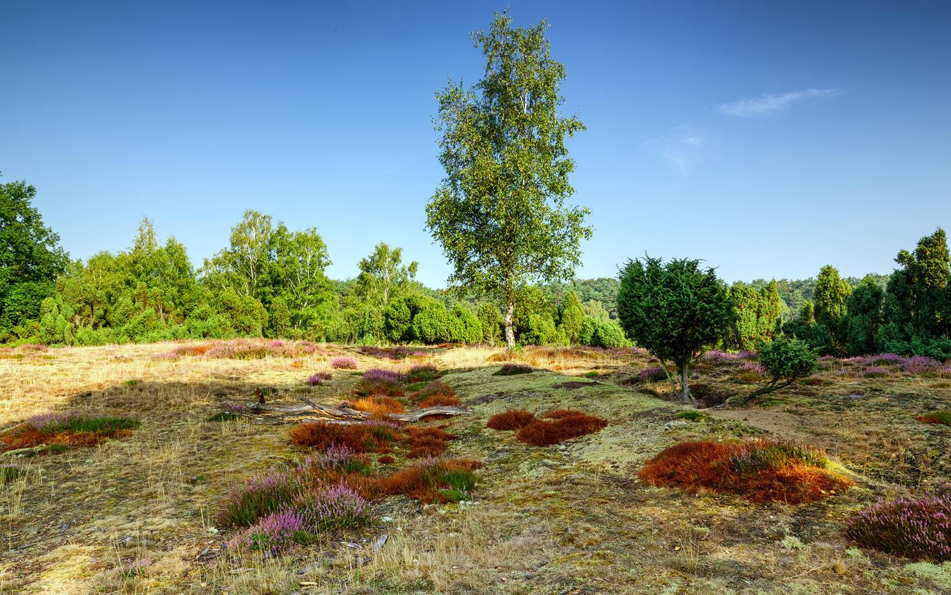 Bunte Heide