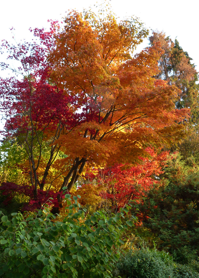 Bunte Herbstbäume