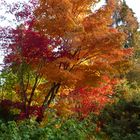 Bunte Herbstbäume