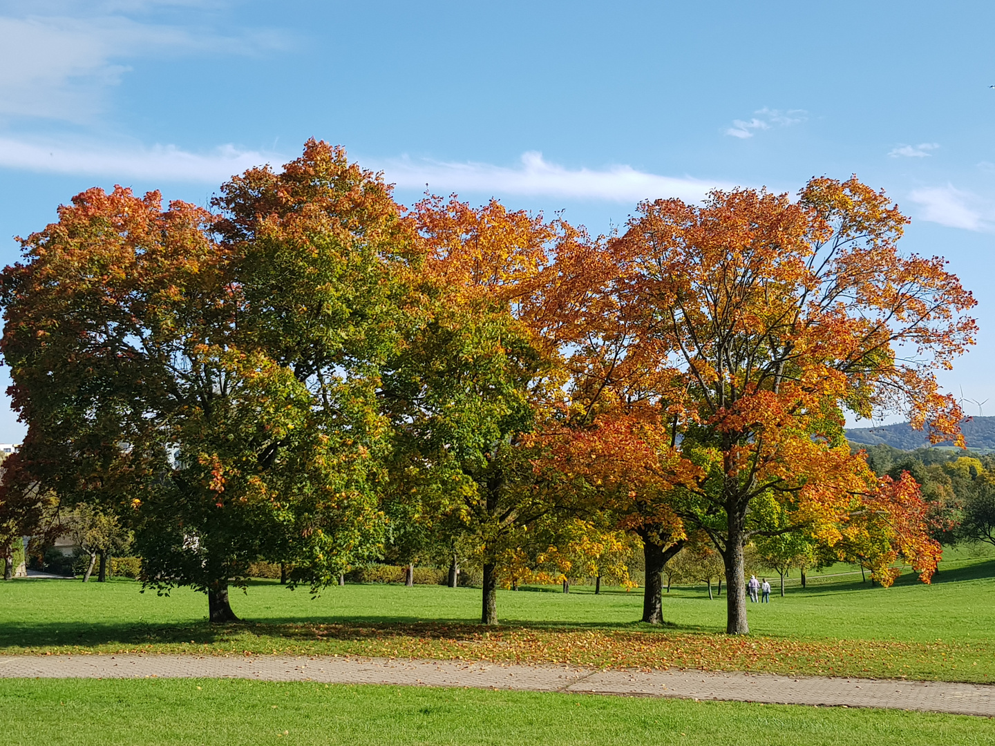 bunte Herbstbäume