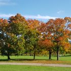 bunte Herbstbäume