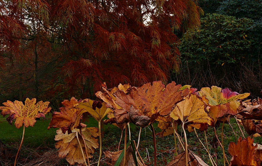 Bunte Herbstblätter