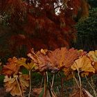 Bunte Herbstblätter