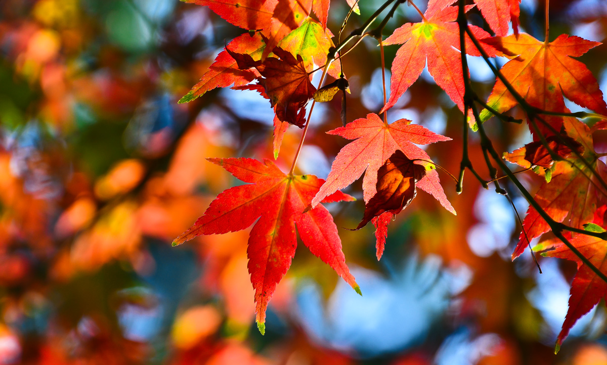 Bunte Herbstblätter