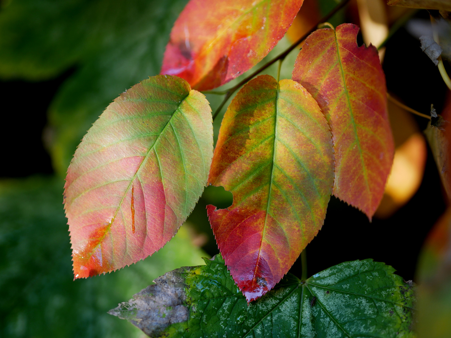 Bunte Herbstblätter 