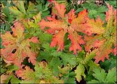 Bunte Herbstblätter...