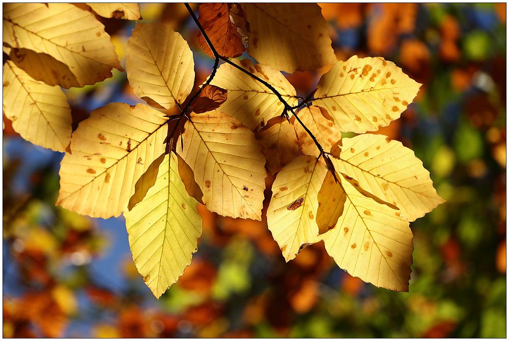 Bunte Herbstblätter...