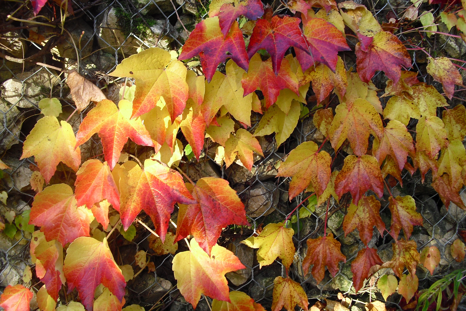 Bunte Herbstblätter