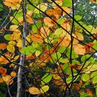 Bunte Herbstblätter