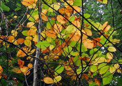 Bunte Herbstblätter