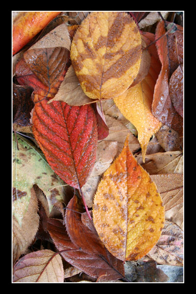 Bunte Herbstblätter Makroaufnahme