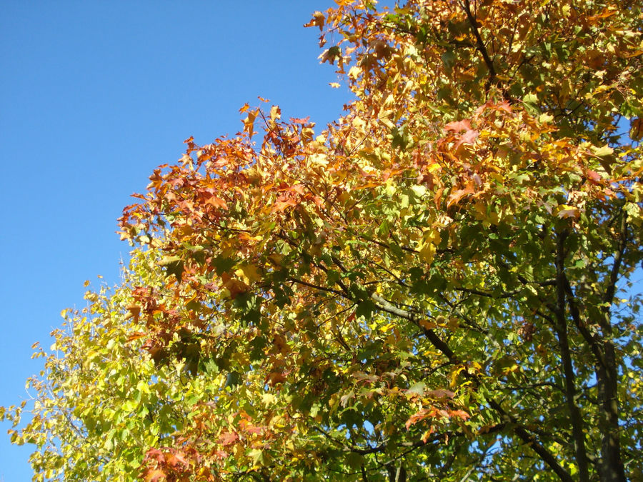 Bunte Herbstboten