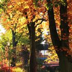 Bunte Herbstfärbung im Oktober