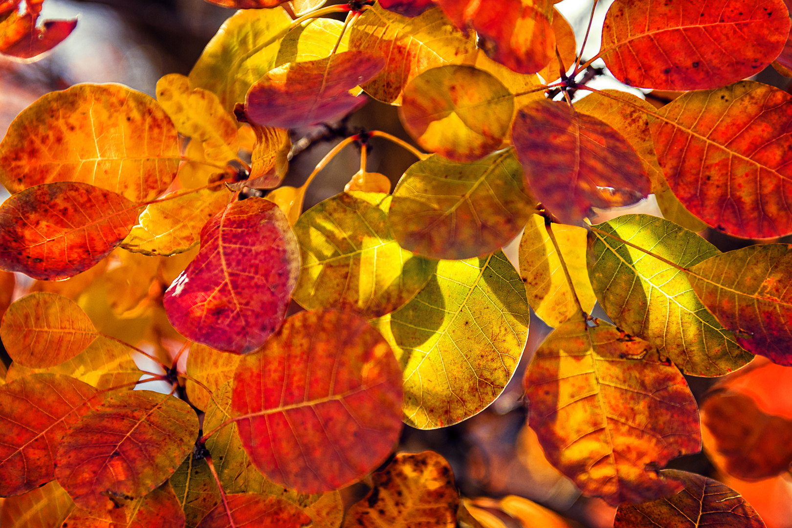 Bunte Herbstfarben