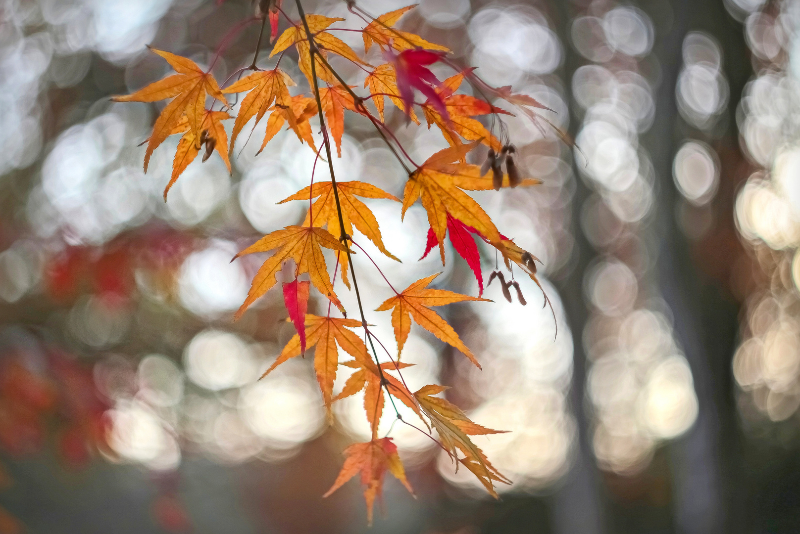 Bunte Herbstgrüße