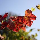 Bunte Herbstimpressionen