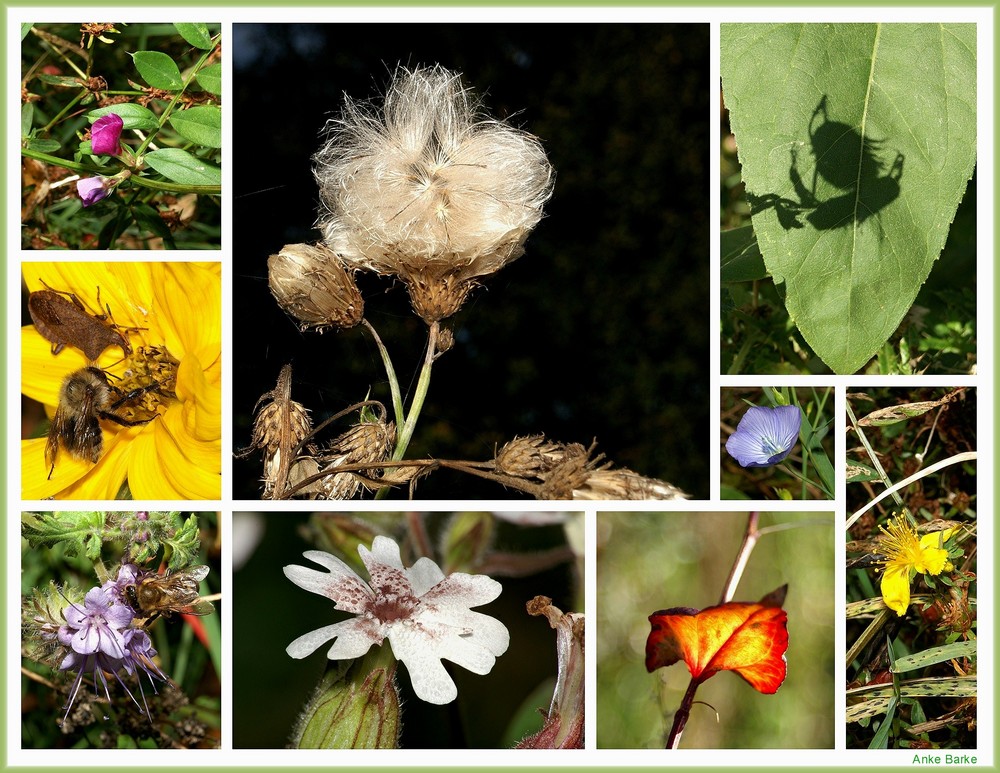 Bunte Herbstvielfalt