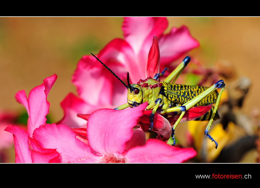 Bunte Heuschrecke an einer Wüstenrose