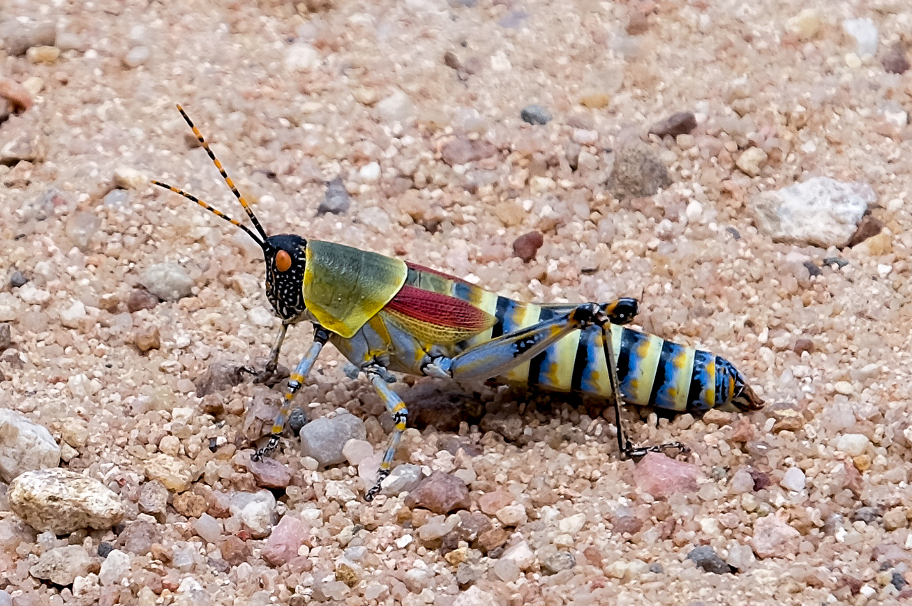 Bunte Heuschrecke