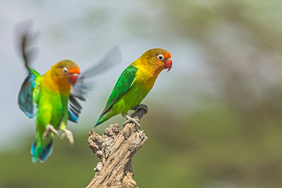 Bunte, hübsche Pfirsichköpfchen in der Serengeti / Tansania