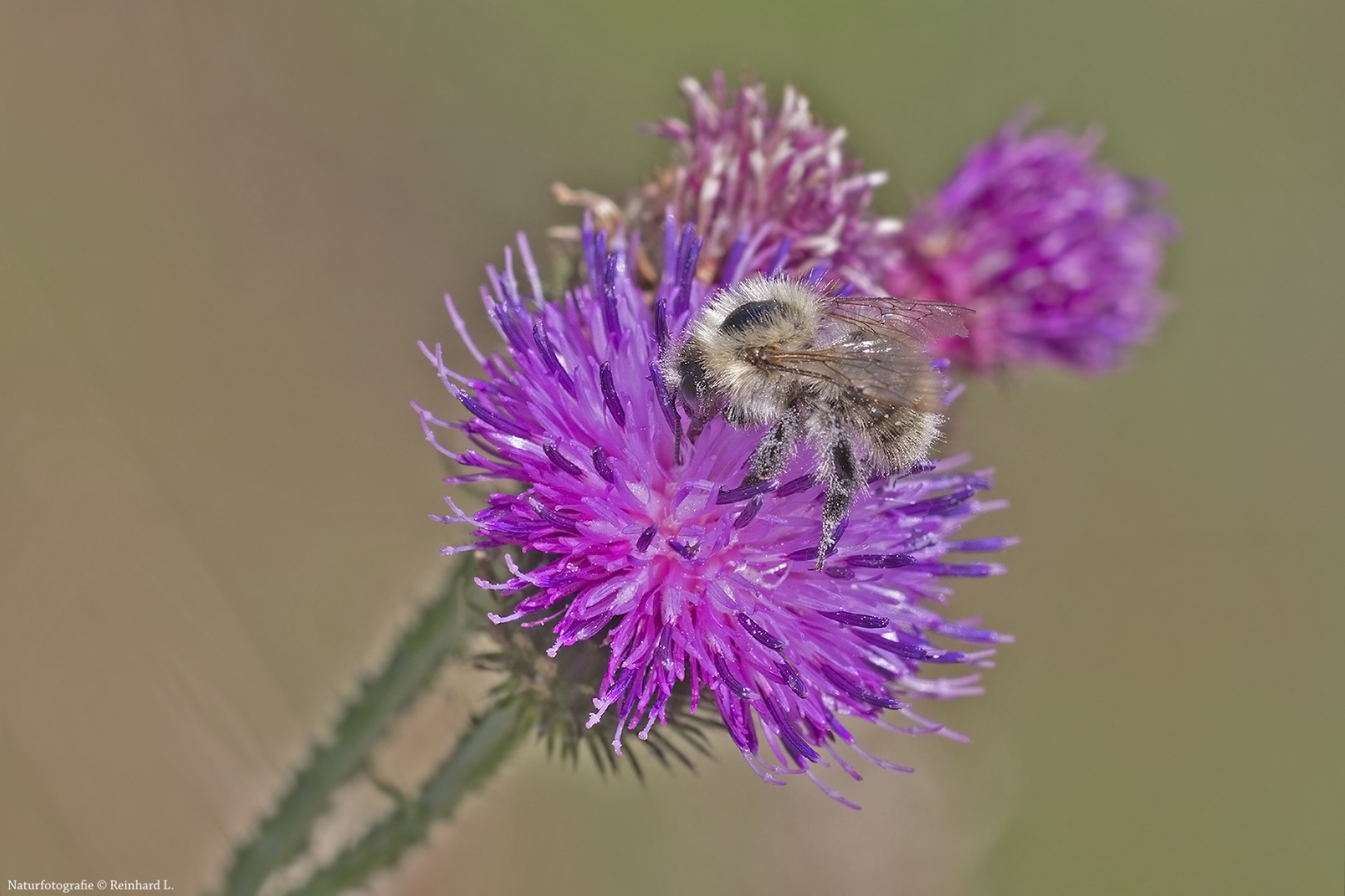  Bunte Hummel Bombus sylvarum