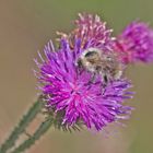  Bunte Hummel Bombus sylvarum